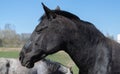 a beautiful black horse against the blue sky on a country farm looks into the distance. close-up side view. summer time. Royalty Free Stock Photo