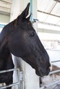 Beautiful black horse in the barn Royalty Free Stock Photo