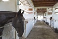 Beautiful black horse in the barn Royalty Free Stock Photo