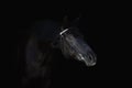 Beautiful black horse with bridle isolated on black background Royalty Free Stock Photo