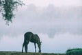 beautiful black horse grazing on green pasture Royalty Free Stock Photo