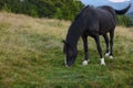 Beautiful black horse grazing on green pasture. Lovely pet Royalty Free Stock Photo