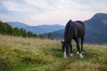 Beautiful black horse grazing on green pasture in mountains. Lovely pet Royalty Free Stock Photo