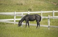 Beautiful black horse grazing in the meadow in summer Royalty Free Stock Photo