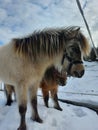 A beautiful baby horse, long hair, big, black and white, horses, brown, in sweden, snow, winter,