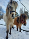 A beautiful baby horse, long hair, big, black and white, horses, brown, in sweden, snow, winter,