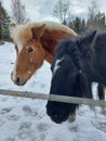 A beautiful black horse, long hair, big, black and white, horses, brown, in sweden, snow, winter,