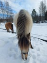 A beautiful baby horse, long hair, big, black and white, horses, brown, in sweden, snow, winter,