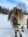 A beautiful baby horse, long hair, big, black and white, horses, brown, in sweden, snow, winter,