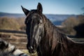 Beautiful black horse with long mane portrait in the fields Royalty Free Stock Photo