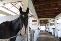 Beautiful black horse looking snad smile in the barn Royalty Free Stock Photo