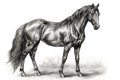 Beautiful black horse, pencil drawing. Generative ai Royalty Free Stock Photo