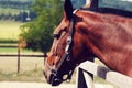 Beautiful black horse with pigtails in mane staing