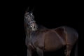 Beautiful black horse portrait Royalty Free Stock Photo