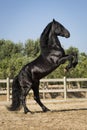 Beautiful black horse rearing