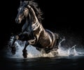 Beautiful black horse running gallop in water on black background Royalty Free Stock Photo