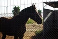 Beautiful black horse silhouette behind a metal fence. Farmland stable. Rural farm animals. Spanish horse. Equine sport Royalty Free Stock Photo