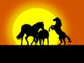 Beautiful black horse silhouettes Royalty Free Stock Photo