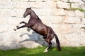 Beautiful black horse stallion rear Royalty Free Stock Photo