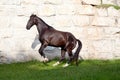 Beautiful black horse stallion rear Royalty Free Stock Photo