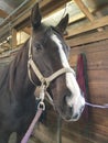 Beautiful Black horse standing in cross ties after being groomed