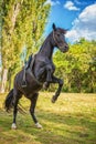 Beautiful black horse stands on its hind legs in nature Royalty Free Stock Photo