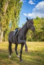 Beautiful black horse stands on its hind legs in nature Royalty Free Stock Photo