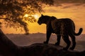 Beautiful black jaguar in the jungle standing on a rock at sunset. Amazing Wildlife Royalty Free Stock Photo