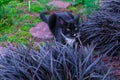 A beautiful black kitty hiding in a decorative flowerbed in the garden