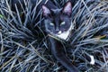 A beautiful black kitty hiding in a decorative flowerbed in the garden