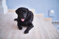 Beautiful black labrador dog lying down at terrace Royalty Free Stock Photo