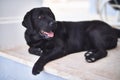 Beautiful black labrador dog lying down at terrace Royalty Free Stock Photo