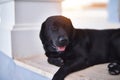 Beautiful black labrador dog lying down at terrace Royalty Free Stock Photo