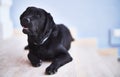 Beautiful black labrador dog lying down at terrace Royalty Free Stock Photo