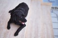 Beautiful black labrador dog lying down at terrace Royalty Free Stock Photo