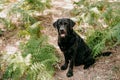 Beautiful black labrador dog sitting in footpath in forest. Nature and pets