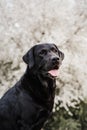 Beautiful black labrador dog standing over white almond tree flowers. Spring time concep Royalty Free Stock Photo