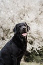 Beautiful black labrador dog standing over white almond tree flowers. Spring time concep Royalty Free Stock Photo