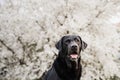 Beautiful black labrador dog standing over white almond tree flowers. Spring time concep Royalty Free Stock Photo