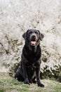 Beautiful black labrador dog standing over white almond tree flowers. Spring time concep Royalty Free Stock Photo