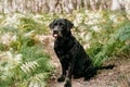 Beautiful black labrador dog with tongue out sitting in footpath in forest. Nature and pets Royalty Free Stock Photo