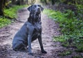 Beautiful black labrador dog on a walk in the woods or forest on Royalty Free Stock Photo