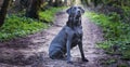 Beautiful black labrador dog on a walk in the woods or forest on a dirt track or path Royalty Free Stock Photo