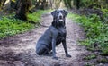 Beautiful black labrador dog on a walk in the woods or forest on a dirt track or path Royalty Free Stock Photo