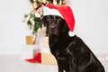 beautiful black labrador at home by the christmas tree. dog wearing a funny Santa hat Royalty Free Stock Photo