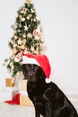 beautiful black labrador at home by the christmas tree. dog wearing a funny Santa hat Royalty Free Stock Photo