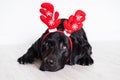 beautiful black labrador at home wearing reindeer horns. Christmas concept