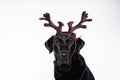 beautiful black labrador at home wearing reindeer horns. Christmas concept