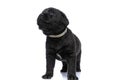 Beautiful black labrador retriever puppy with collar looking up Royalty Free Stock Photo