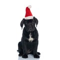 Beautiful black labrador retriever wearing christmas hat Royalty Free Stock Photo